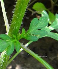  Stem (Hispid)